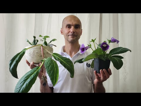 Видео: Как правильно размножить Тидею/Глоксинию | Советы по уходу | Мой опыт
