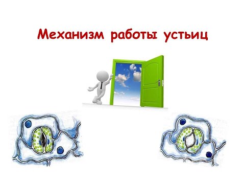 Видео: Механизм работы устьиц