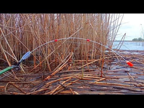 Видео: ЛОВЛЮ КАРАСЯ В ЗАБРОД В ЗАРОСЛЯХ ОЧЕРЕТУ.Рибалка на боковий кивок