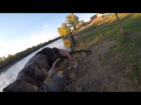 Видео: Осенняя рыбалка 2019 на хищника ! Клюёт всё! Жерех , щука , судак , берш !