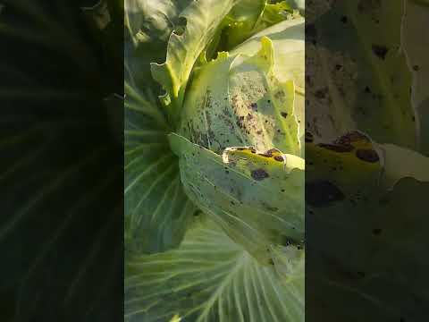 Видео: Хана капусте -1