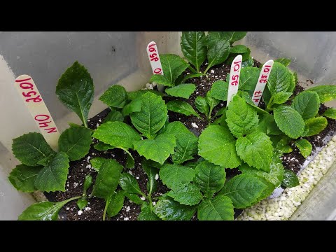 Видео: ПЕРЕЧЕРЕНКОВКА черенка ГОРТЕНЗИИ, подробно🌺 25.01.2025