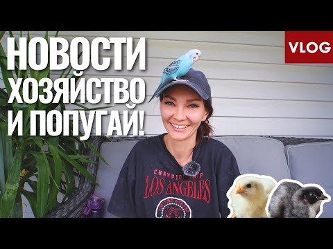 Видео: Курицы, перепелки и волнистый попугай🦜🐦ОТКУДА?! Домашнее хозяйство в Южной Каролине | Мои будни
