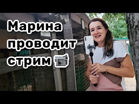 Видео: 📹 11. @LadyMary555 проводит стрим, а я налегаю на винишко. Смотрим местный зверинец. Часть 3.