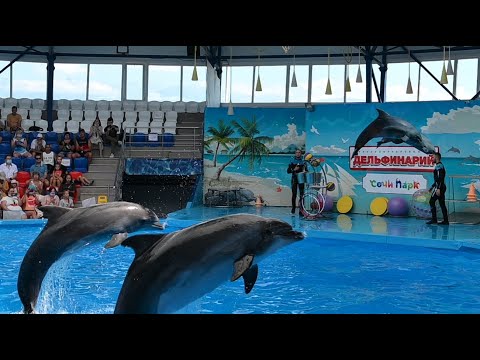 Видео: ДЕЛЬФИНАРИЙ в СОЧИ ПАРК/Полное представление 2021