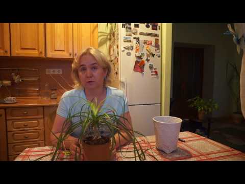 Видео: Бокарнея – Нолина. Знание особенностей – успешный результат выращивания!