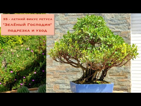 Видео: 35-летний фикус бонсай в стиле Баньян. Bonsai Banyan Ficus