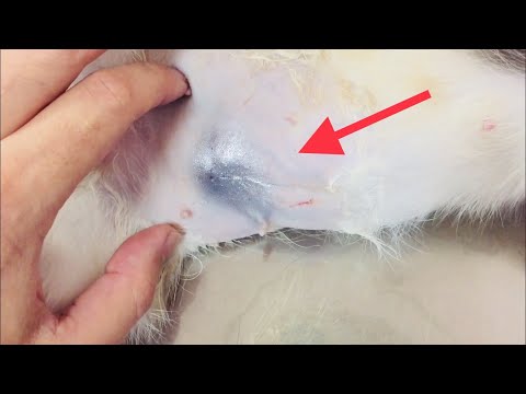 Видео: Шов после стерилизации кошки косметический и классический