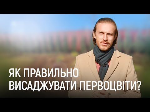 Видео: ЛАНДШАФТНИЙ ДИЗАЙН | ПЕРВОЦВІТИ В САДУ: КРОКУСИ, НАРЦИСИ ТА БОТАНІЧНІ ТЮЛЬПАНИ