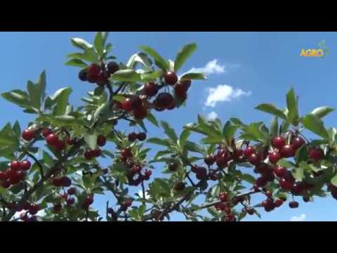 Видео: Новина плюс: Механизирано бране на вишни, автор Красимир Людмилов