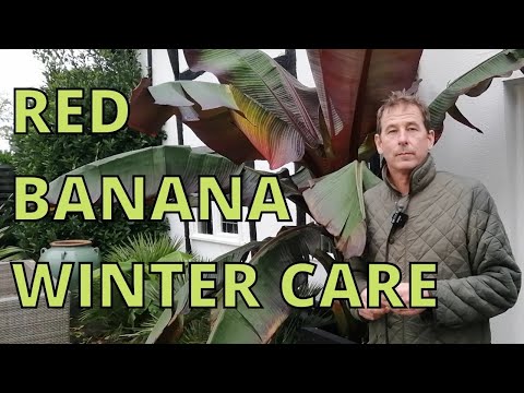 Видео: Зимняя защита, уход и зимовка красного абиссинского банана (Musa Ensete Ventricosum Maurelii)