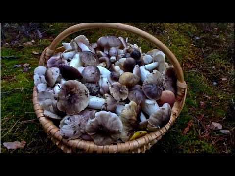 Видео: Рядовка штриховатая, подзелёнка, tricholoma portentosum в  ноябре