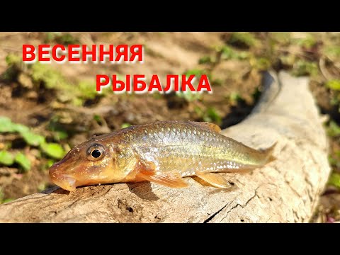 Видео: Рыбалка весной на малой речке. Уровень воды в Оке и ближайших водоемах.