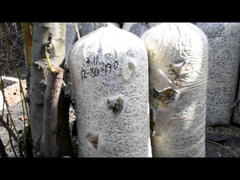 Видео: Грибы Вешенка.Как болеет грибной блок? Болезни грибных блоков.