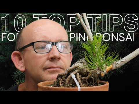 Видео: 10 лучших советов по выращиванию бонсай из сосен шохин