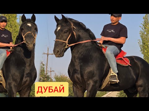 Видео: ПАЙ ПАЙ ПАЙ АТТЫН УДАРЫ  ДУБАЙ  рост 1.70 см  Улагына  жооп