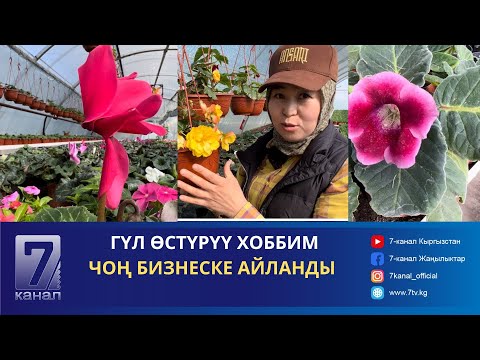 Видео: ГҮЛ ӨСТҮРҮҮ ХОББИМ ЧОҢ БИЗНЕСКЕ АЙЛАНДЫ