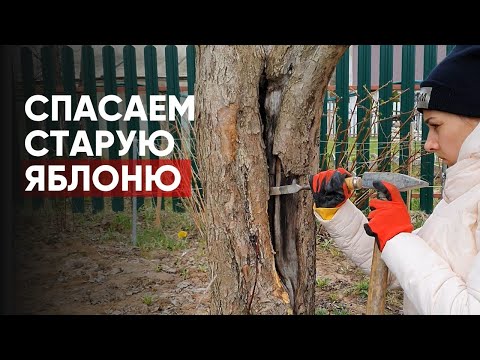 Видео: Как спасти старую яблоню | Черный рак деревьев