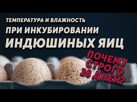 Видео: Инкубация индюшиных яиц. Почему строго 28 дней ? И другие секреты выведения от профессионала.