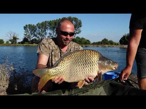 Видео: Шарани и Амури на ''Сатмата Ачката Ружин''_digitalstudiobg