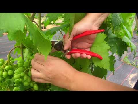 Видео: Первое плодоношение винограда на второй год. Сколько гроздей оставить? Нужна ли ранняя чеканка?