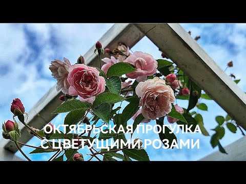 Видео: Октябрь. Розы. Пересадки