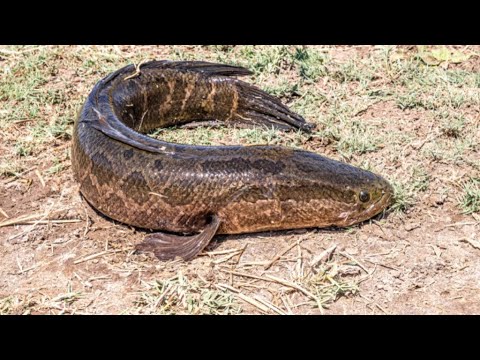 Видео: Иккинчи кеча илонбош ови
