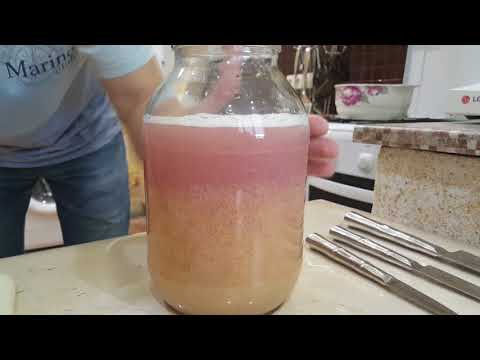 Видео: СУДАК | Чистим и солим икру судака.