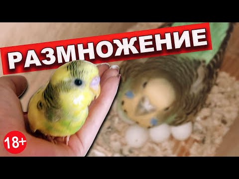 Видео: Размножение волнистых попугаев 🦜Как размножать попугаев в домашних условиях