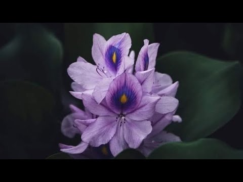Видео: ДЕВА 💫 - СЪОБЩЕНИЯ ЗА ВАС 