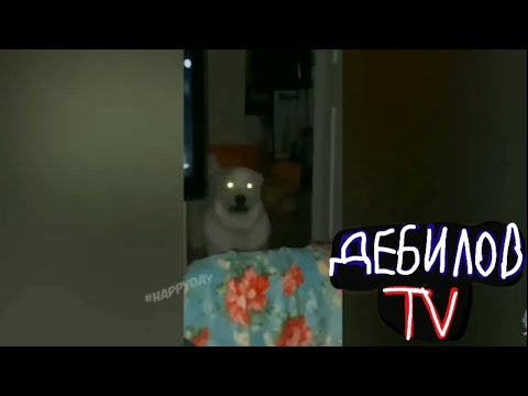 Видео: (ДЕБИЛОВ ТВ 2) Смешные коты озвучка музыка