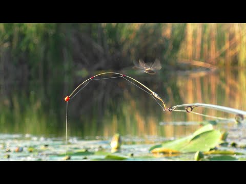 Видео: КАЙФОВА РИБАЛКА, Золоті Карасі, на Вечірній зорькі. Боковий кивок.