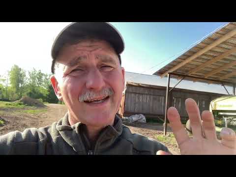 Видео: Что делать с телятами?