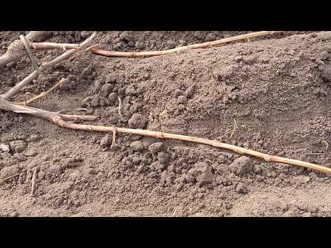 Видео: Размножение винограда отводками. Легко и просто.