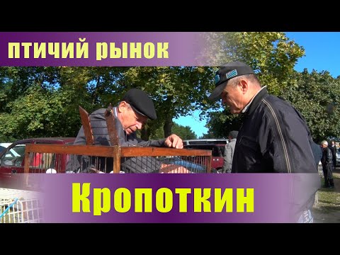 Видео: Птичий рынок. Кропоткин. Часть 6. [25.09.2022]