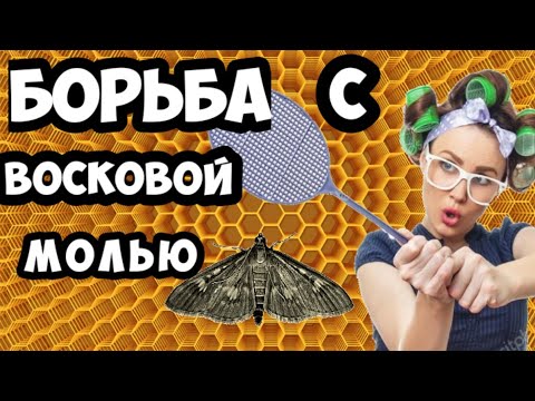 Видео: 🔴Как быстро побороть восковую моль?
