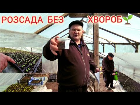 Видео: Вирощуємо Розсаду без хвороб та хімії🌱 В Теплиці і на вулиці