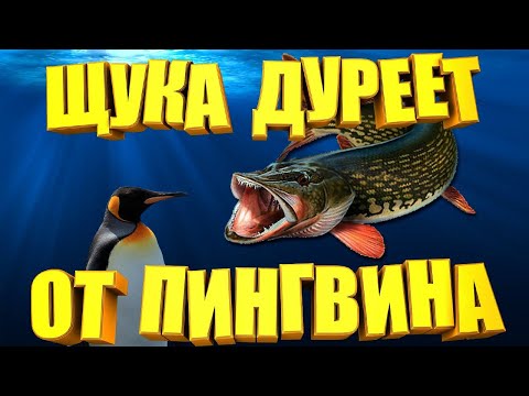 Видео: ПИНГВИН порвал ЩУКУ в КЛОЧЬЯ. Самый рабочий воблер из всех самодельных приманок.