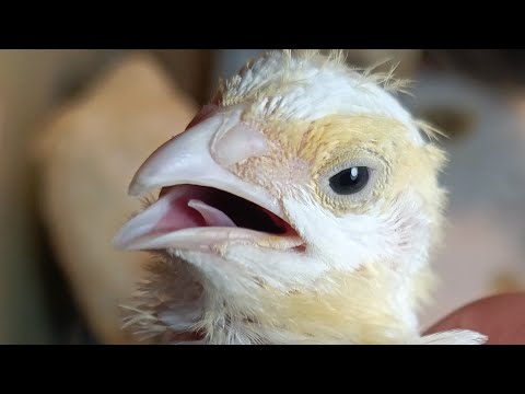 Видео: Смотрим перепелят в прямом эфире!