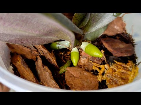 Видео: Шикарный результат ❗ от Этой СТИМУЛЯЦИИ КОРНИ ЩЕТКОЙ из Шеи ОРХИДЕй