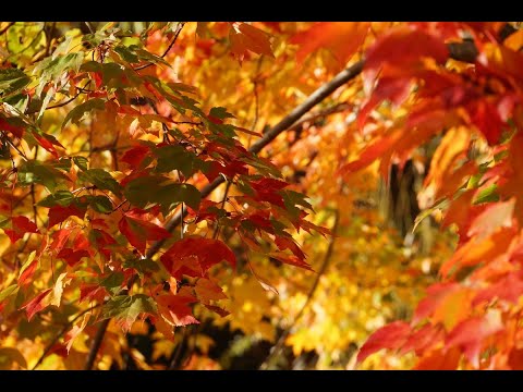 Видео: Алексей Рыбников - Встреча