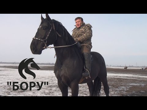 Видео: АХМАТБЕК КЕЛДИБЕКОВДУН КЕЛИШКЕН ЧОН АРГЫМАГЫ "БӨРҮ" / Тулпар KG