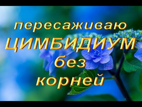 Видео: ЦИМБИДИУМ БЕЗ КОРНЕЙ (пересадка)