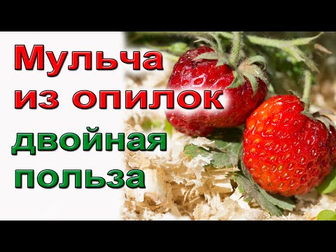 Видео: Мульча из свежих опилок. Не бойтесь.