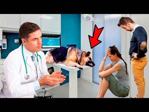 Видео: Старую овчарку привезли на усыпление. Но то, что сказал врач, всех шокировало!