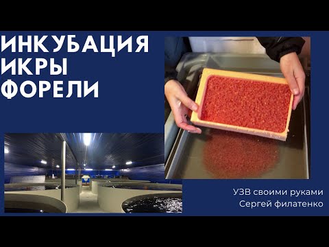 Видео: Инкубация икры форели