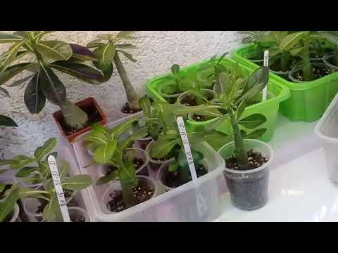 Видео: 10. Адениумы. Чем и когда удобряю адешек до 6 месяцев