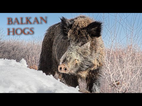 Видео: Охота на балканских свиней зимой в Болгарии-BH 30