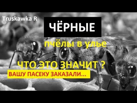 Видео: Чёрные #пчёлы осенью - воровство! Почему они появляются и что это значит? Чем это опасно для пасеки.