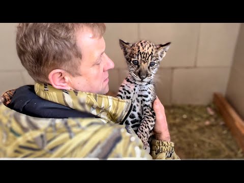 Видео: Маленький ягуар СТАЛ ДИЧАТЬ, мы редко к нему заходим!